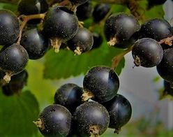 Смородина «Багира»